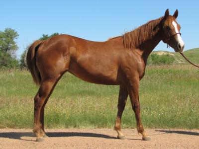 Paddys Gin Cardio JW <BR> AQHA 5805903